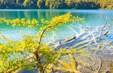 Idyllic panorama of spring summer nature. The tranquil transparent waters of lake in the background. Beautiful nature lake. Landscape Reflection in clear lake water surface. Calm river in the forest.