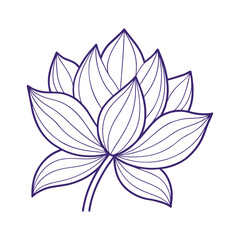 a delicate lotus flower
