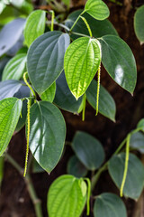 Young peppercorns on the pepper plant