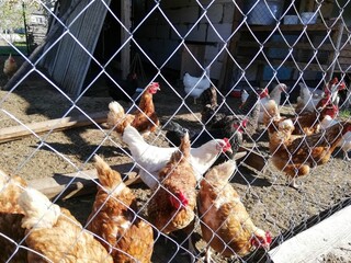 Hens of different breeds, located in a pen behind a metal grid. They walk in the yard of a farm under the sun's rays. A chicken coop is visible in the distance. © Nastassia