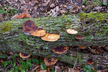 Fototapeta premium Tinder fungi grow on an old fallen tree. The bark is covered with moss and lichen, creating a natural pattern. Fallen leaves lie around.