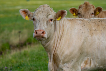 Cows on farmland. Milk farm. Cows on green grass in summer. A herd of cows grazing on green pastures in Swiss Alps. Farming and livestock. Grazing cow. Hereford cow at spring green field.