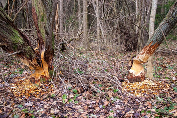 The image shows a close-up of a fallen tree cut down by beavers. Fresh shavings and teeth marks left by the animals are visible in the foreground.