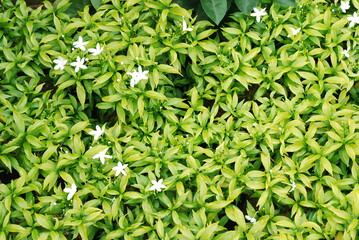 green leaves background