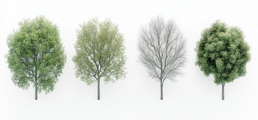 Obraz premium top-down view of a set of trees as a 3D illustration, suitable for digital composition, illustration, 2D plans, and architecture visualization