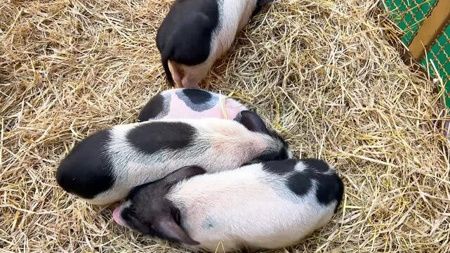 Mini Pigs Resting on Straw