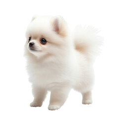 Obraz premium A fluffy white Pomeranian stands attentively, showcasing its playful demeanor and charming features.