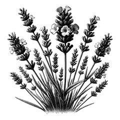 Naklejka premium a lavender with bloom, sketch engraving black and white