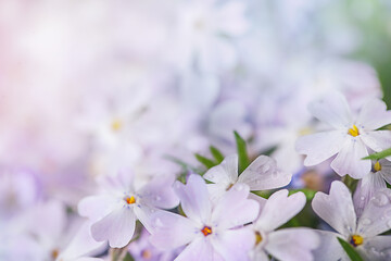 delicate background with small phlox flowers in water droplets. Copy space
