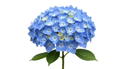 Obraz premium Stunning Blue Hydrangea Bloom Close Up Photography