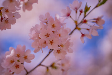 A blooming branch of cherry blossom tree in spring.