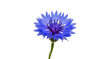 Stunning Blue Cornflower Flower