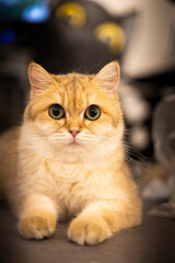 Obraz premium 고양이