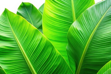 Closeup Line Texture Banana Leaves Background