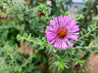 Fototapeta premium Blooming aster flower close up. Small blooming pink flower with green leaves. Red pink petals collected in inflorescence with yellow stamen. Garden varietal flowers. Breeding growing herbaceous plants