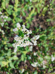 Buckwheat bloom. Small white buckwheat flowers on a green stem close-up. Buckwheat flowering on a sunny day. Buckwheat blossom with green leaves growing in field. Agrarian, agricultural, rural, farm