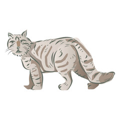 Cat Drawing and Vector Illustration