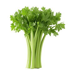 Fresh Celery Stalks isolated on transparent background