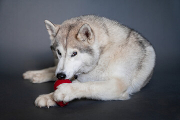 A beige husky dog with multi-colored eyes that looks like a wolf with two paws holds and licks a red dog rubber Kong toy on a gray background