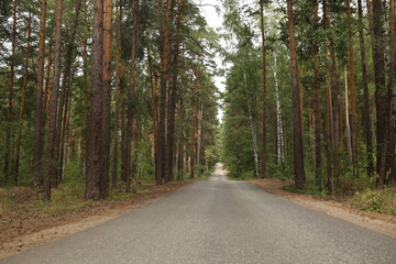 road in the forest
