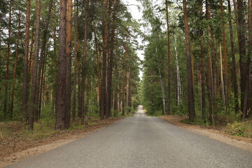 road in the forest