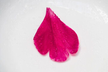 A peony or wine-colored rose petal under water drops on a white background, the drops on the petal