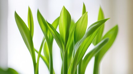 Fototapeta premium A close-up shot of perennial plant stems with soft morning light and ample space around it for customization.