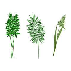 Three reed plants with long stems 
