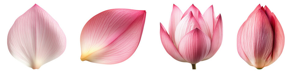 Lotus petal isolated on transparent background, PNG, Set of