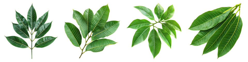 Obraz premium Mango leaves isolated on transparent background, PNG, Set of