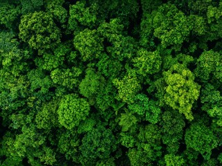 Fototapeta premium Drone shot of dense green trees highlighting carbon sequestration