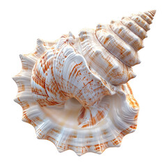 Obraz premium sea shell isolated on white