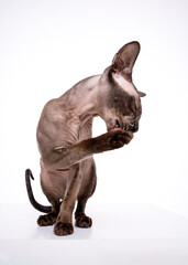 Studio portrait of Sphynx cat standing and looking forward against a light white  gray background