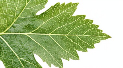 Naklejka premium A large green leaf with visible veins against a white background, perfect for adding design elements.