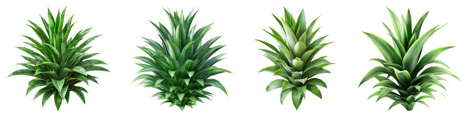 Fototapeta premium Pineapple leaves isolated on transparent background, PNG, Set of