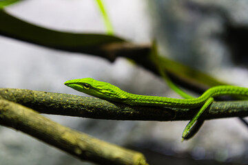 green snake on a branch