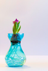 A small plant is growing in a blue vase. Hyacinth flower starting to bloom