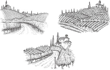 Vineyard landscape field in vintage engraved style. Hand drawn vector illustration.