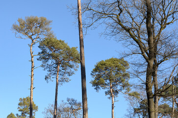 European Pine Pinus conifer tree in a forest against bright blue sky, natural woodland background