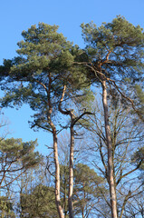 European Pine Pinus conifer tree in a forest against bright blue sky, natural woodland background