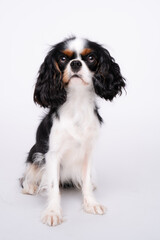 Studio portrait of Cavalier King Charles Spaniel standing and looking forward against a light white background