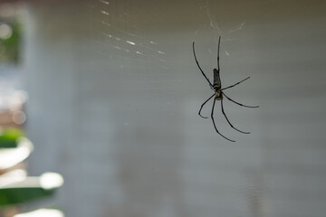 Golden Orb Web spider, Tonsai, Thailand.