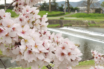 日本の春の京都賀茂川沿いの桜