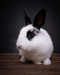 Obraz premium Little white rabbit/ bunny with black ears and eyes on a black background, front view, free space for Easter