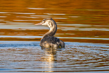 池を泳ぐカンムリカイツブリ