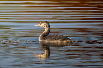 池を泳ぐカンムリカイツブリ