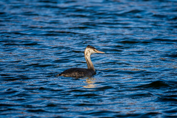 池を泳ぐカンムリカイツブリ