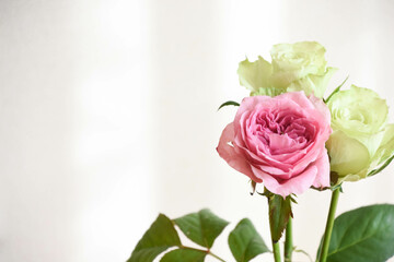 ピンクと緑のばら