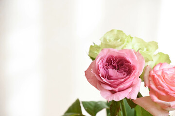 ピンクと緑のばら