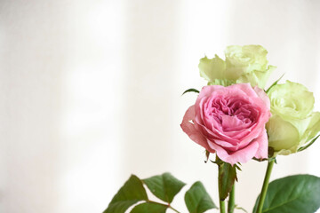 緑とピンクのばら